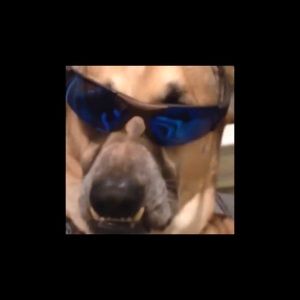 Meet your Posher, Edgar